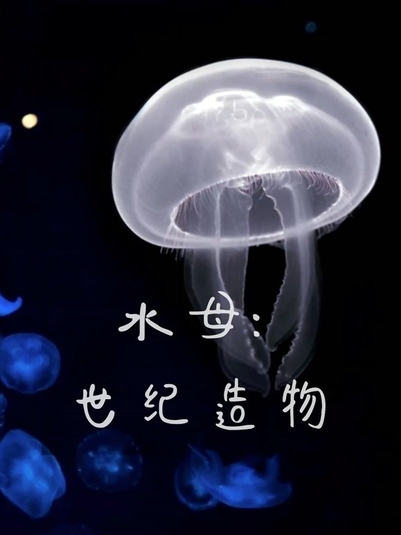 水母:世纪造物
