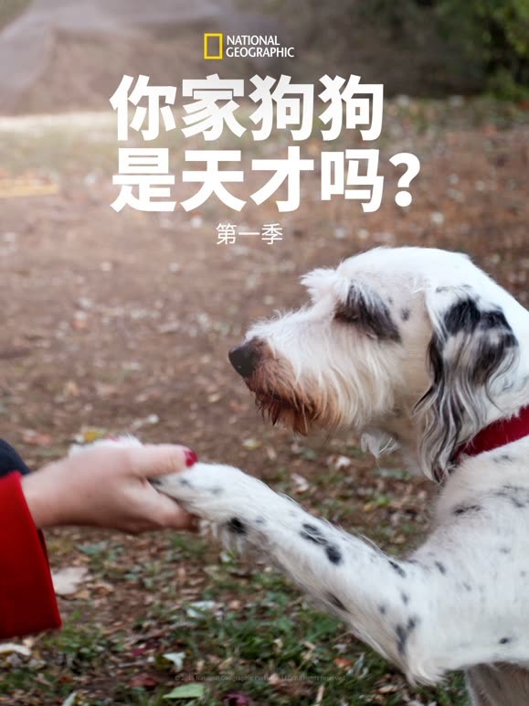 你的狗狗是天才吗?第一季